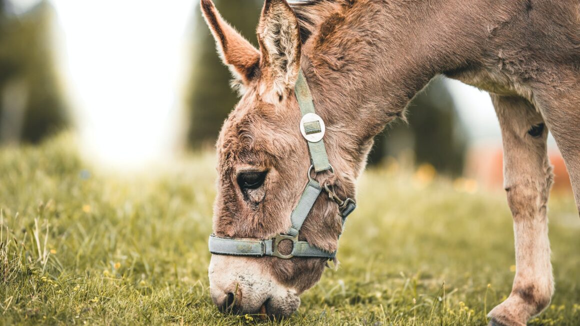 selective focus photography of gray donkey eating grass